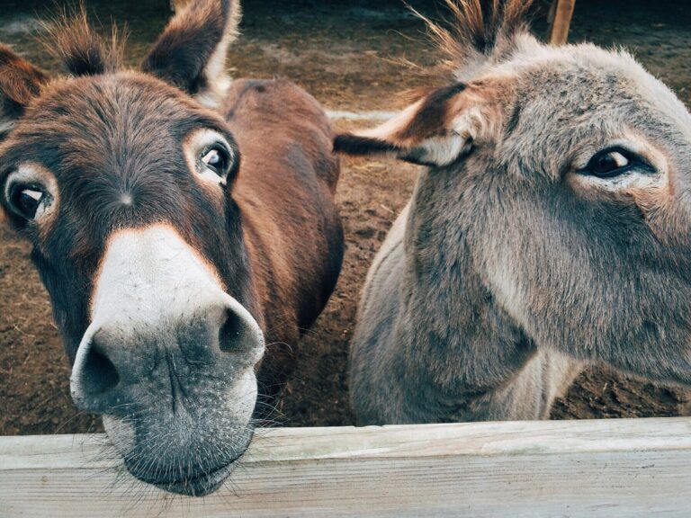 Donkeys in Sustainable Food System